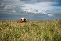 Long Horned Cattle atop Ditchling Beacon